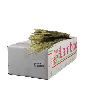 Tarwe (triticum) Natural