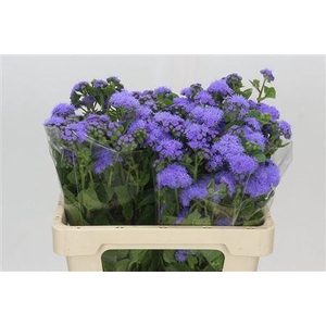 AGERATUM BLUE PLANET