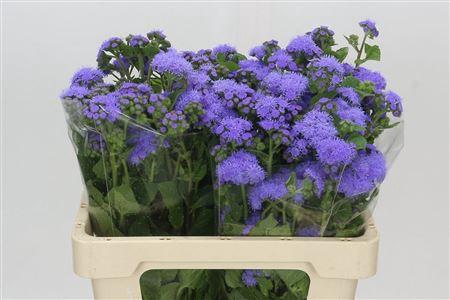 <h4>AGERATUM BLUE PLANET</h4>