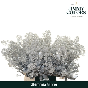 Skimmia Per Bos L45 Mtlc. Zilver
