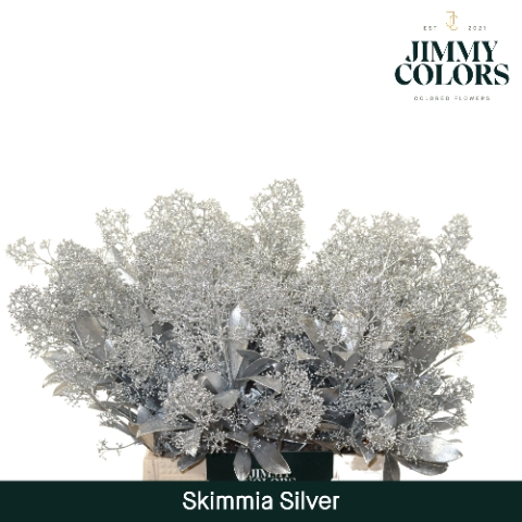 <h4>Skimmia Per Bos L45 Mtlc. Zilver</h4>