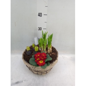 Arr.   Bol/Knolgewas L%