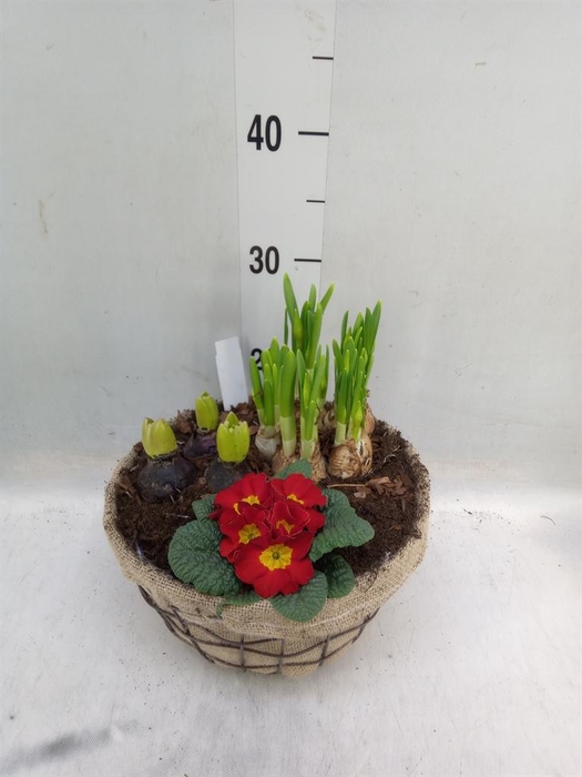 <h4>Arr. Bol/Knolgewas L%</h4>