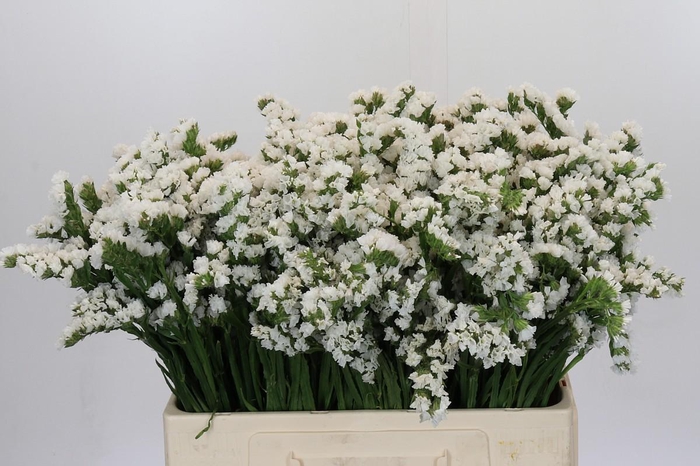 <h4>Limonium Silvery Sun Birds</h4>