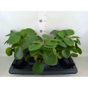 Pilea peperomoides