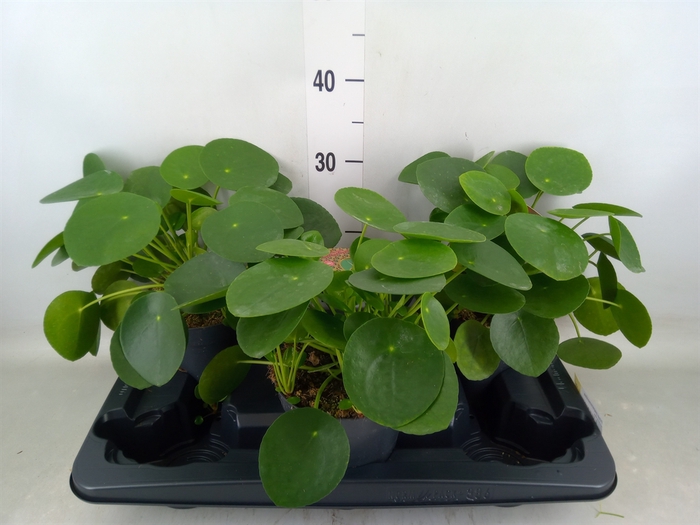 <h4>Pilea peperomoides</h4>