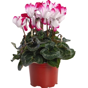 Cyclamen Fusion rood