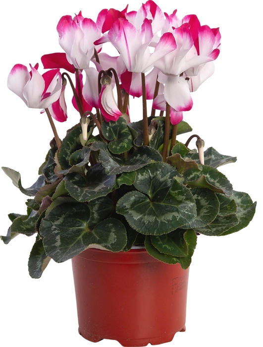 <h4>Cyclamen Fusion rood</h4>