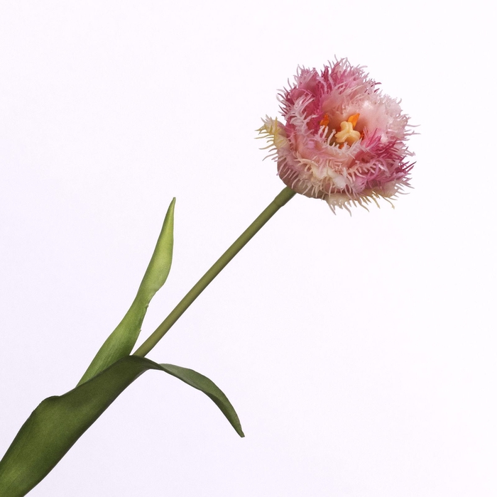 <h4>Tulipa Crispa Cream Pink FL440263PNK</h4>