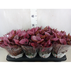 Begonia BD 'Beleaf Indian Summer'