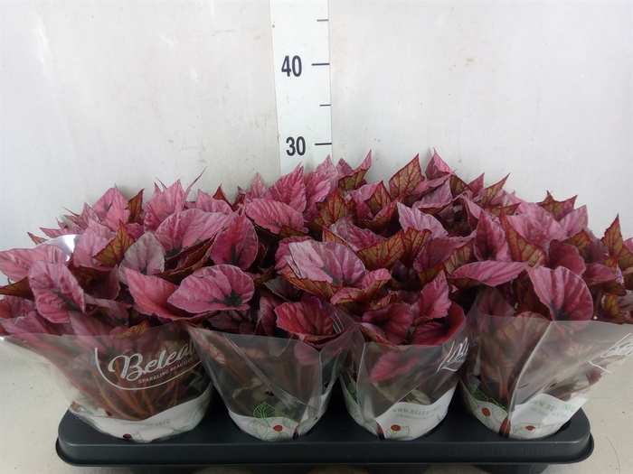 <h4>Begonia BD 'Beleaf Indian Summer'</h4>