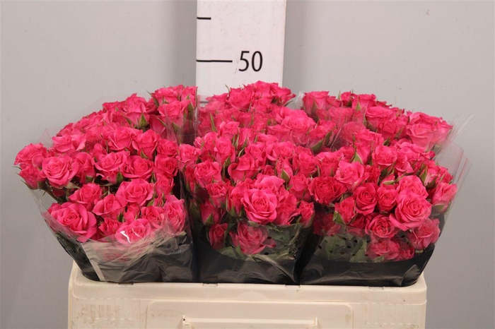 <h4>R Tr Lianne</h4>