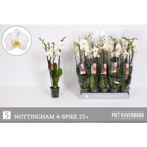 PHAL AN NOTTINGHAM
