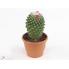 Mammillaria polythele 'Toluca'