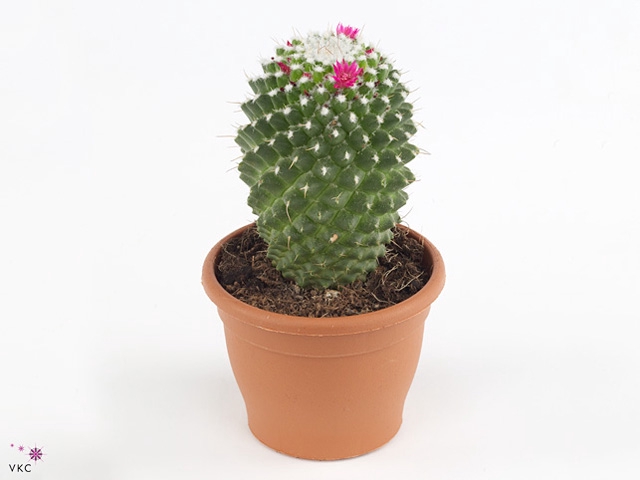 Mammillaria polythele 'Toluca'