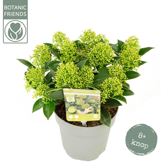 <h4>Skimmia japonica 'White Dwarf' ® 8+bloem</h4>