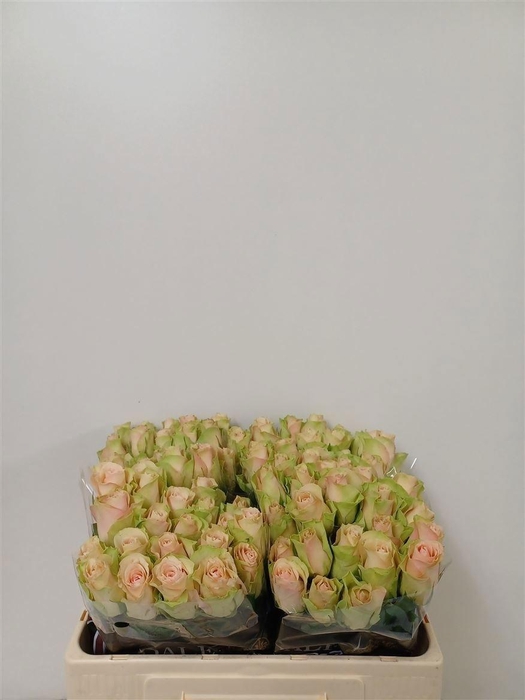 <h4>R Gr La Belle</h4>