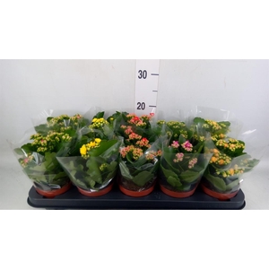 Kalanchoe blos.   ..rosebud mix  5