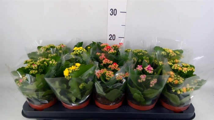 <h4>Kalanchoe blos.   ..rosebud mix  5</h4>