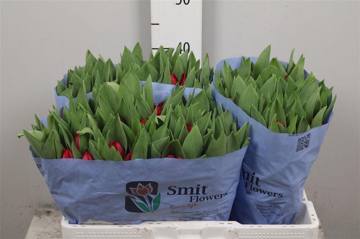 <h4>Tu En Curry</h4>