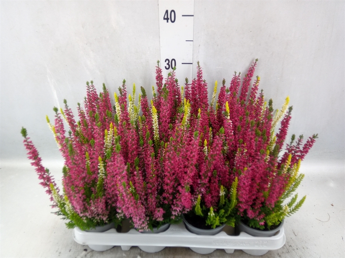 <h4>Calluna vulg. 'Beauty L'  ..mix 2/p</h4>