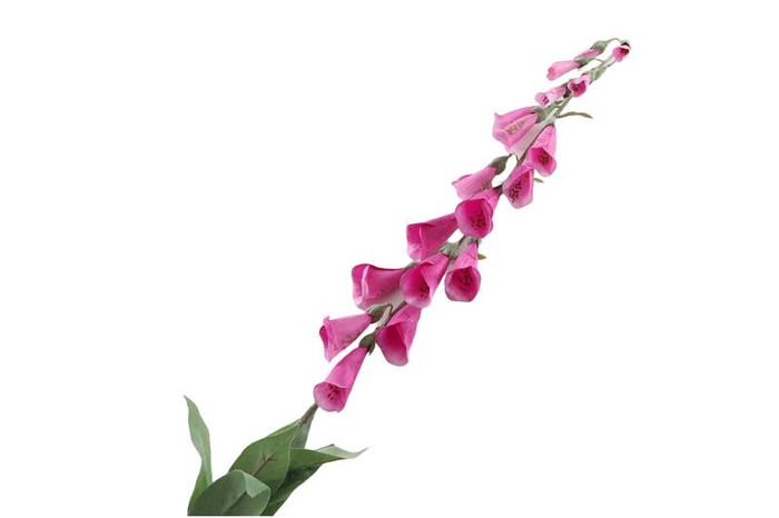 <h4>Digitalis Pink</h4>