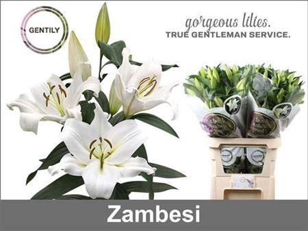 <h4>Li Ot Zambesi 5+</h4>