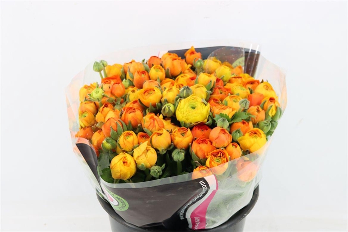 <h4>Ran Elegance Orange</h4>