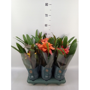 Guzmania   ...mix 3