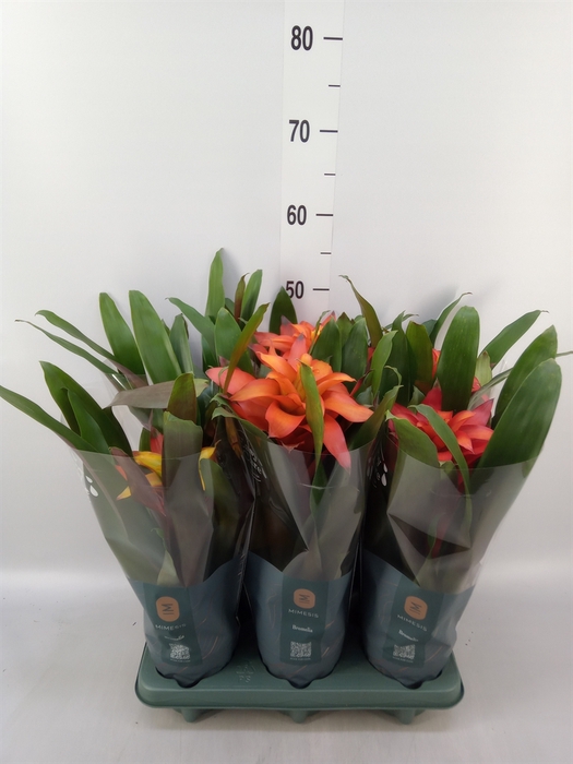 <h4>Guzmania   ...mix 3</h4>