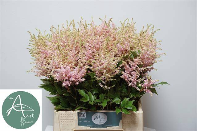 <h4>ASTIL JA EUROPA</h4>