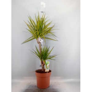 Dracaena marg. 'Sunray'