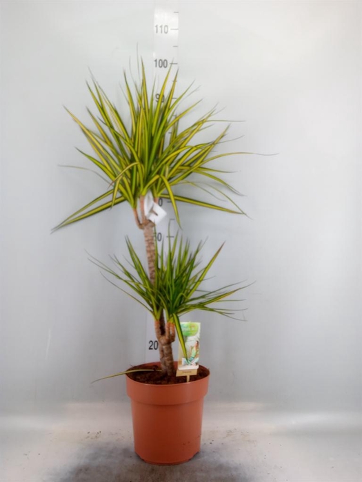 <h4>Dracaena marg. 'Sunray'</h4>