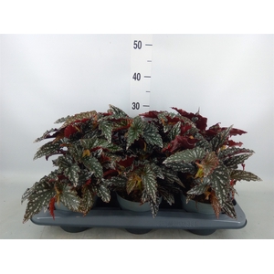 Begonia BD mac. 'Spotlight Dark'