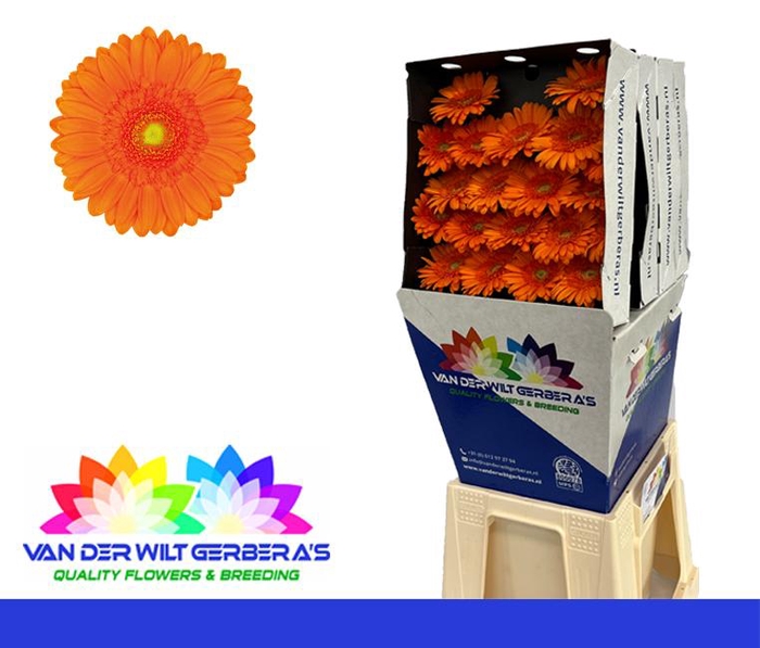 <h4>Germini Max Diamond</h4>