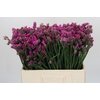 Limonium sinuatum Rosa Sun Birds