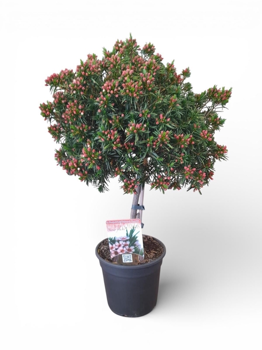 <h4>CHAMEL U OV</h4>