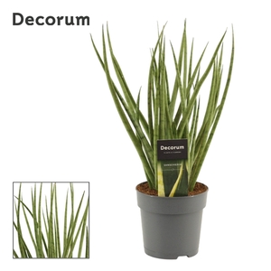 Sansevieria Silver Mikado 12 cm (Decorum)