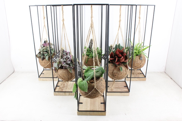 <h4>arr3 Kokoplant - Hang frame XL x6</h4>