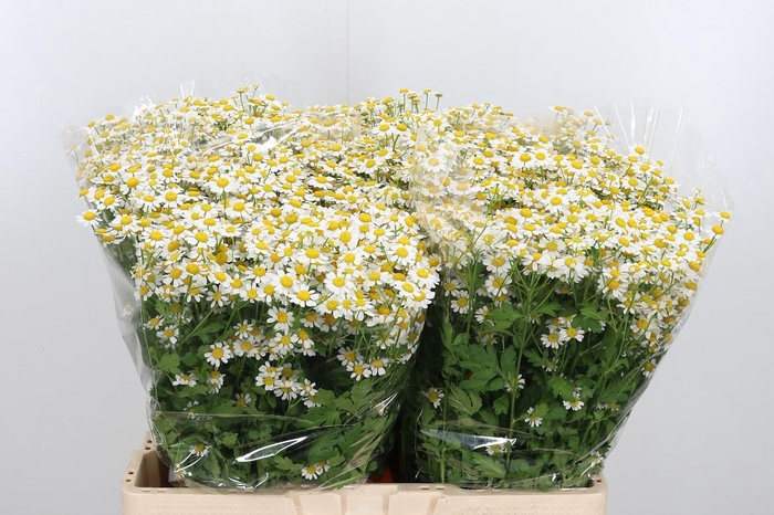 <h4>Tanacetum Pa Single Vegmo</h4>