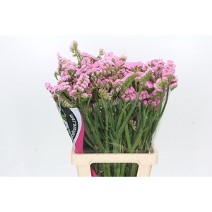 Limonium Statice Pink Rosa