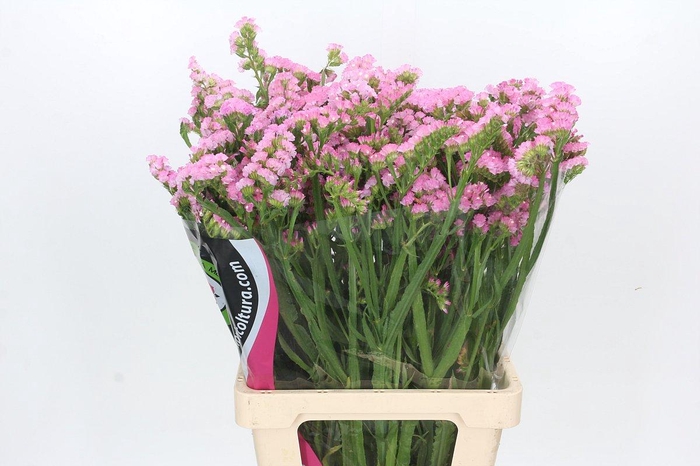 <h4>Limonium Statice Pink Rosa</h4>