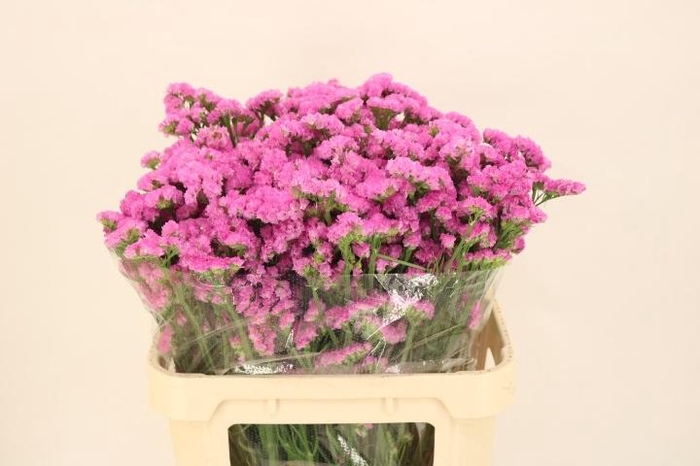 <h4>LIM S CARMEN PINK</h4>