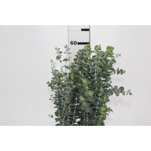 FOLHAGEM EUCAFLOR BABY BLUE 060 CM
