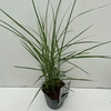 Miscanthus 'Ferner Osten' P17 (2ltr)