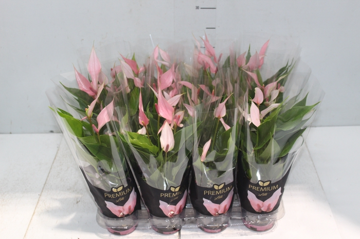 <h4>ANTHURIUM LILLI P09 PREMIUM</h4>