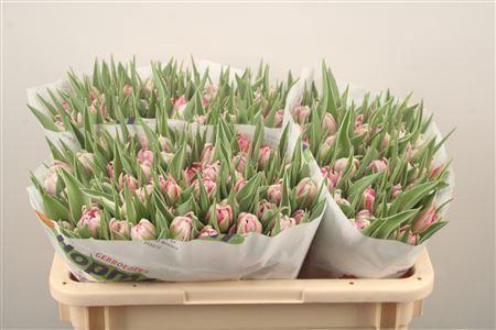 <h4>Tu Du Flash Point</h4>