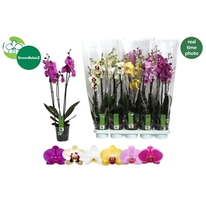 PHAL GEM 6 KL