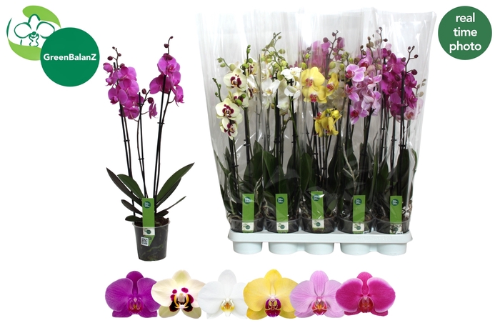 <h4>PHAL GEM 6 KL</h4>
