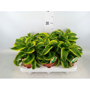 Dracaena frag. 'Tornado'